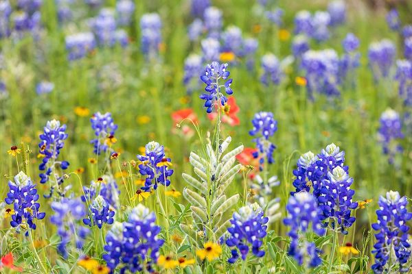 Wilson, Emily M. 아티스트의 Llano-Texas-USA-Bluebonnet and other wildflowers in the Texas Hill Country작품입니다.